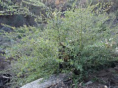 quercus agrifolia